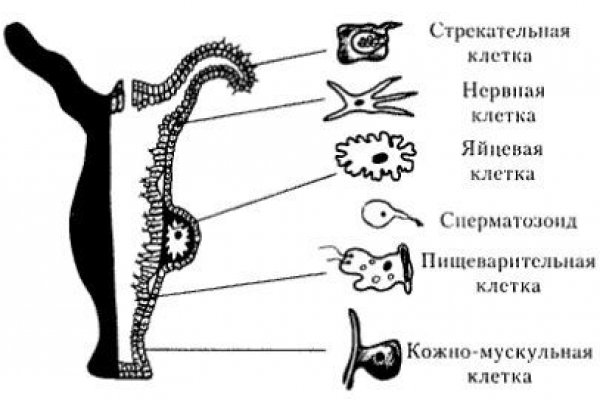 Кракен сайт ссылка kraken clear com